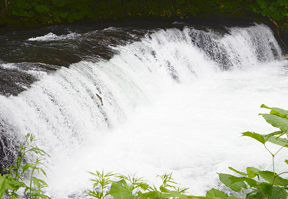 斜里川が育んだ豊かな水と森林資源