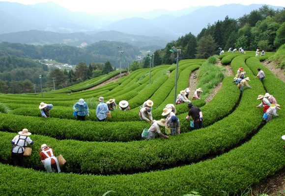白川茶文化
