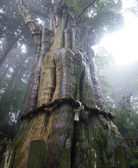 玉置神社の杉の巨樹群