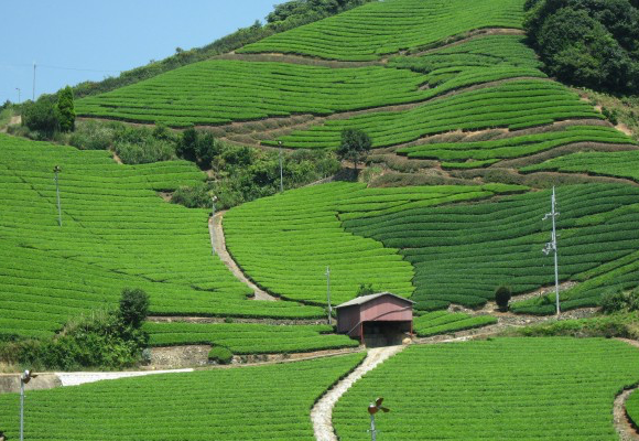 多様な茶畑景観と瓦屋根の集落が一体となった茶源郷