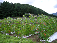 裏磐梯・早稲沢地区の高原野菜畑が広がる農村景観