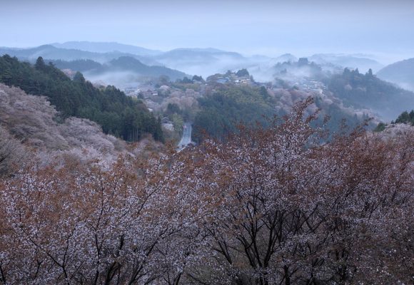 千年の桜に染まる吉野山