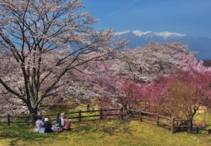 【長野県・中川村】桜が見頃を迎えます🌸