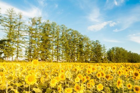 【北海道・中札内村】ずっと残したい「なかさつない」の風景2019の募集について