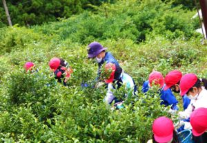 【徳島県上勝町】上勝小学校の児童が茶摘み体験学習
