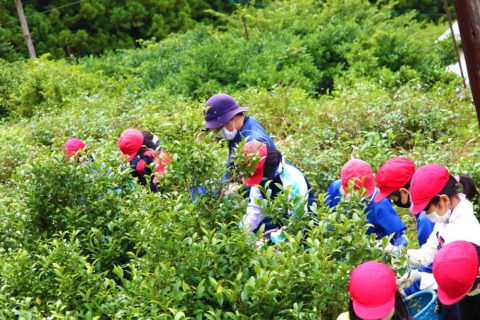 【徳島県上勝町】上勝小学校の児童が茶摘み体験学習