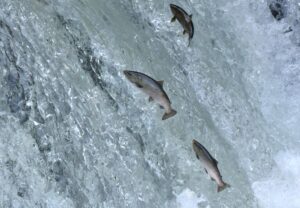 【北海道清里町】夏の風物詩「サクラマスの遡上」