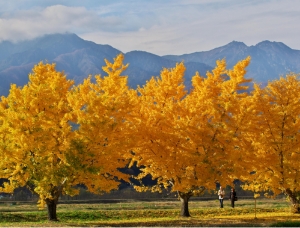 「日本で最も美しい村」の情景が伝わる9つのテーマ 村の彩