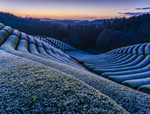 「日本で最も美しい村」の情景が伝わる9つのテーマ 村の実りの四季(農業の営み、茶畑、田んぼ、田植え、農家 など)